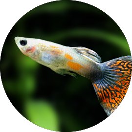 Tropical fish tetra new arrivals